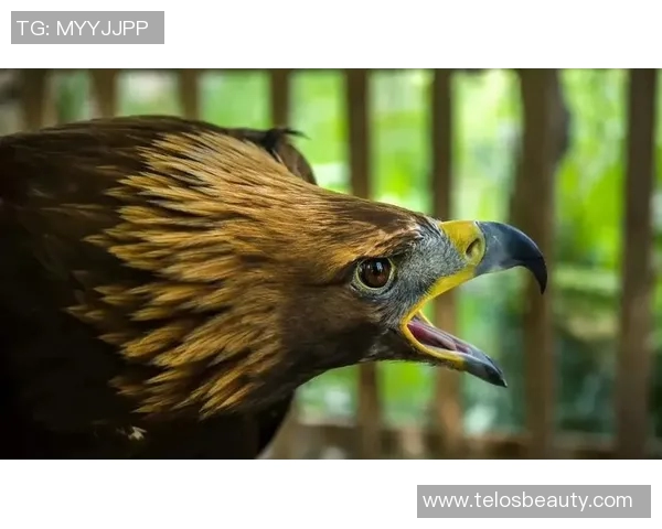 前进之鹰与乌之间的较量展现出勇气与智慧的碰撞与融合